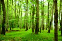 wald