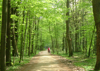pflzer wald